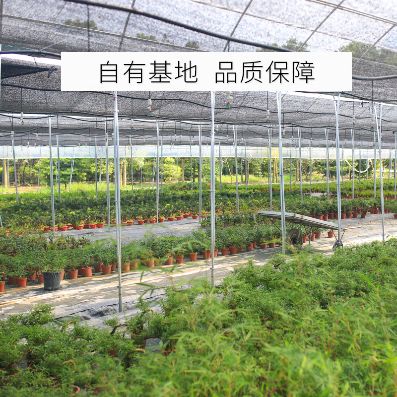 文竹发财树九里香清香木迷你小盆金属罐/桶/瓶