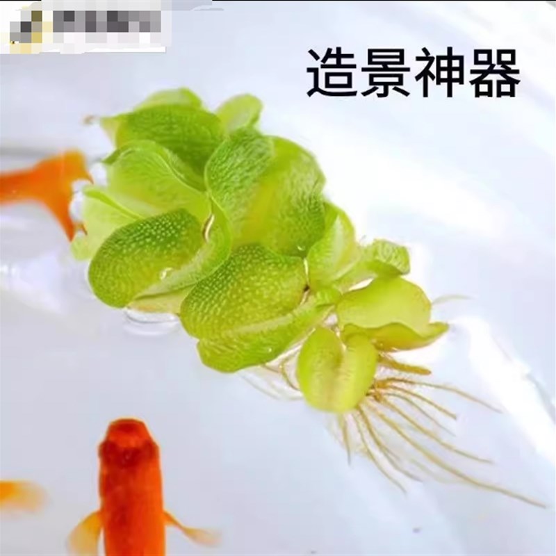 鱼缸里放的摆件乌龟缸水草鱼草真草净化水绿植水培植物氧气泵增氧