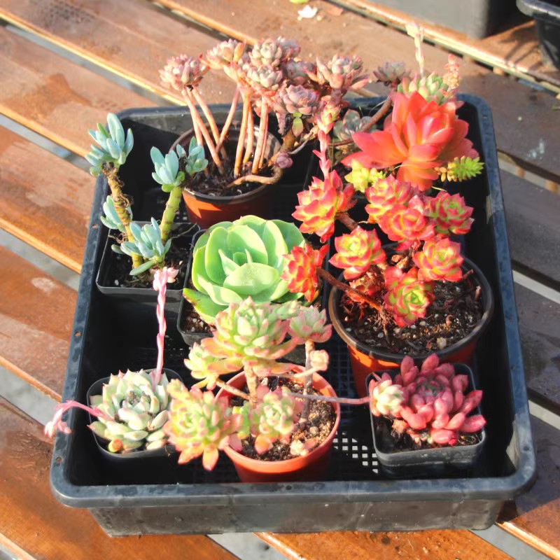 稀有巨型多肉一箱论按斤卖1斤多年生颗肉嘟嘟室内植物Z组合称套餐