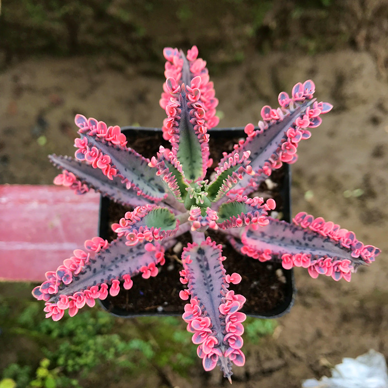 多肉植物【不死鸟锦】n带小花瓣夏季主打/不死鸟多肉专卖/落地生
