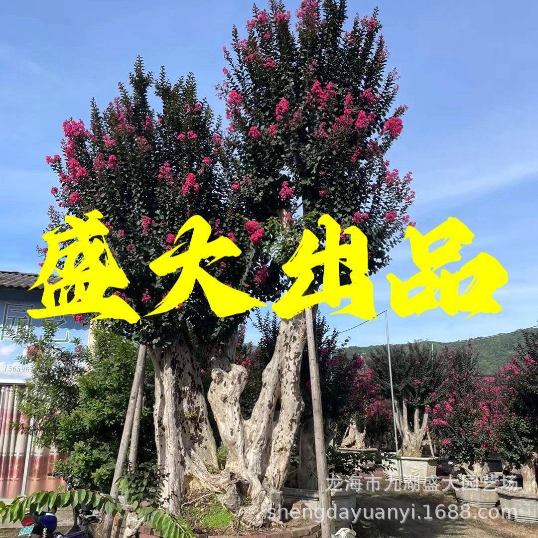 山东紫薇桩头福建造型紫薇桩 浙江紫薇树桩 安徽紫薇古桩
