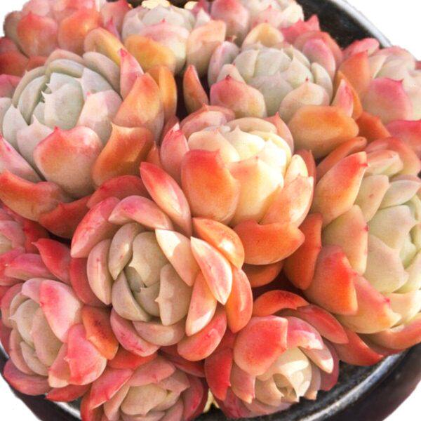 系列影一粉色【多多肉植物贝】 一月生物群 拍多肉植物头胭脂瑞