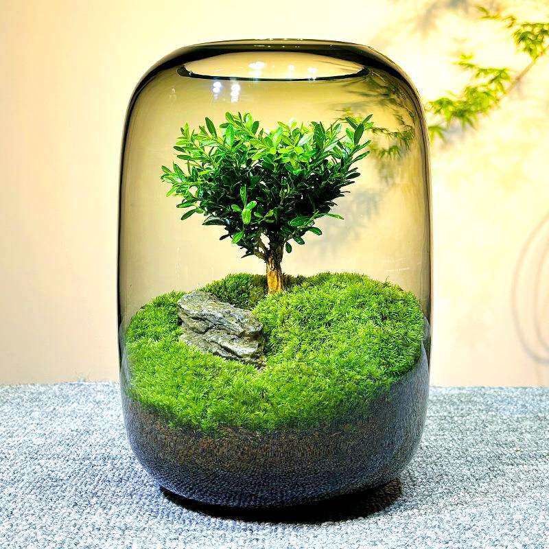 生命之树苔藓微景观创意桌面生态瓶苔藓微景观室内植物摆件送礼