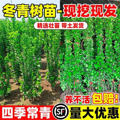 冬青树苗法国北海道黄杨直立篱笆