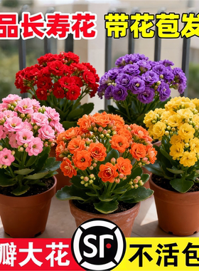 长寿花盆栽花苗带花苞重瓣大花金狐狸室内多年生好养的花卉绿植