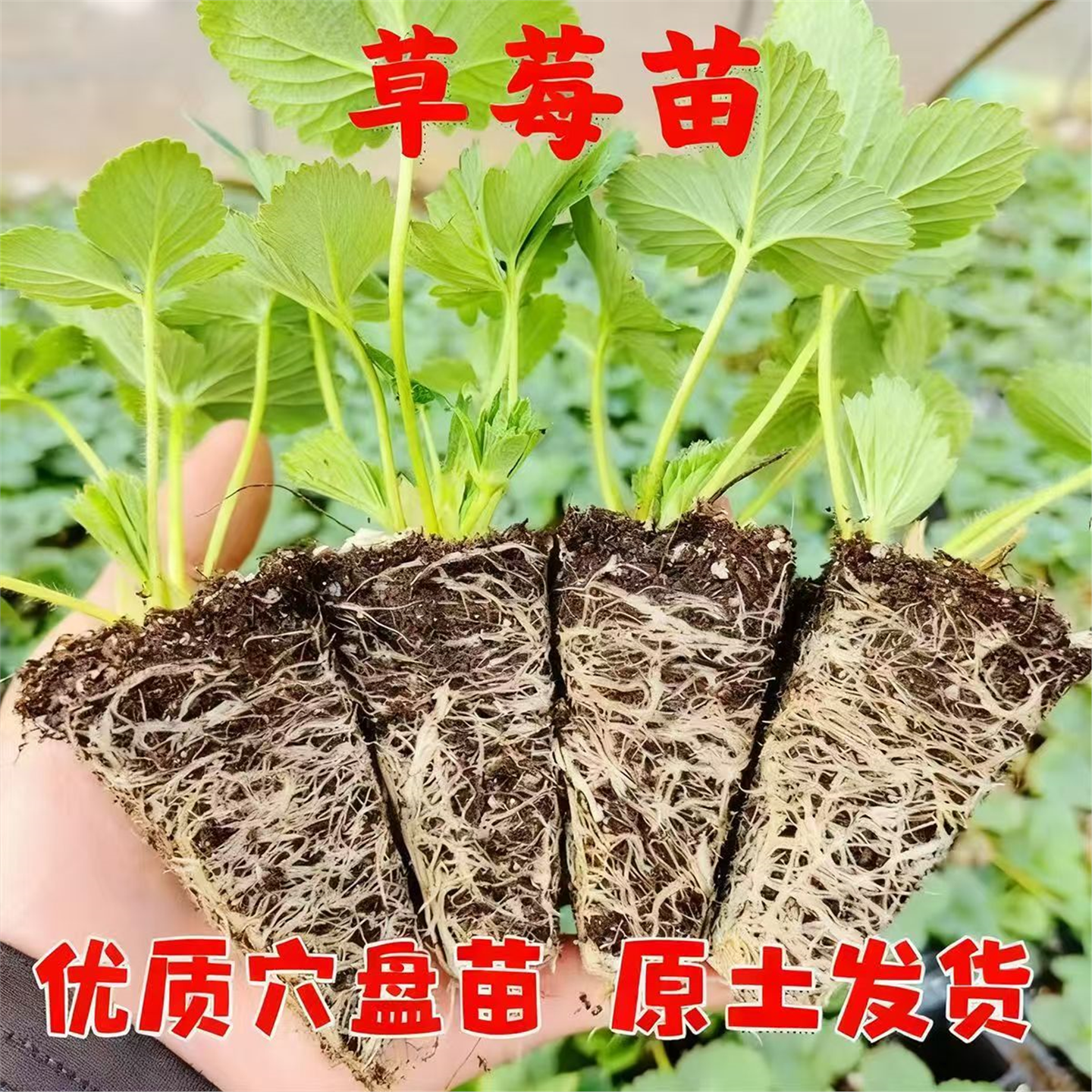 奶油草莓苗带盆带土红颜阳台种植