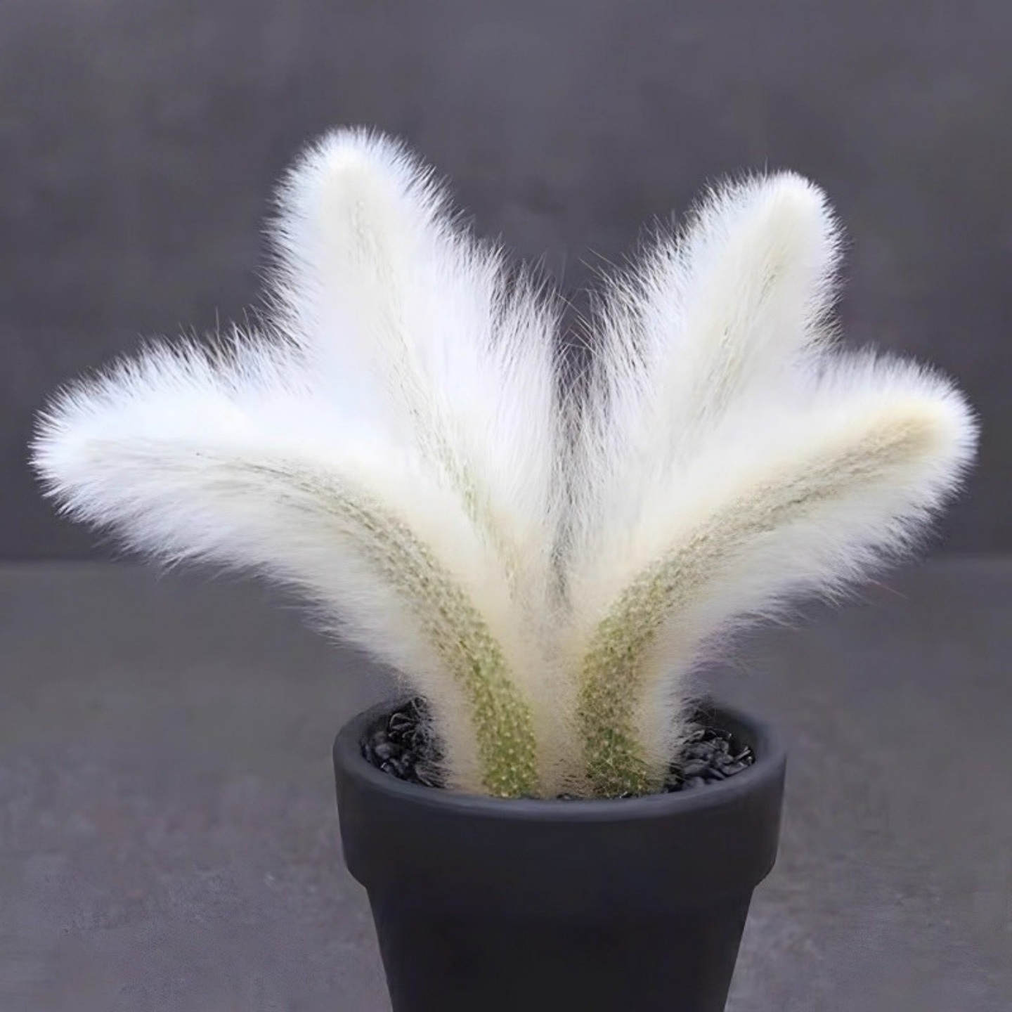 九尾狐多肉植物稀有开花长毛室内