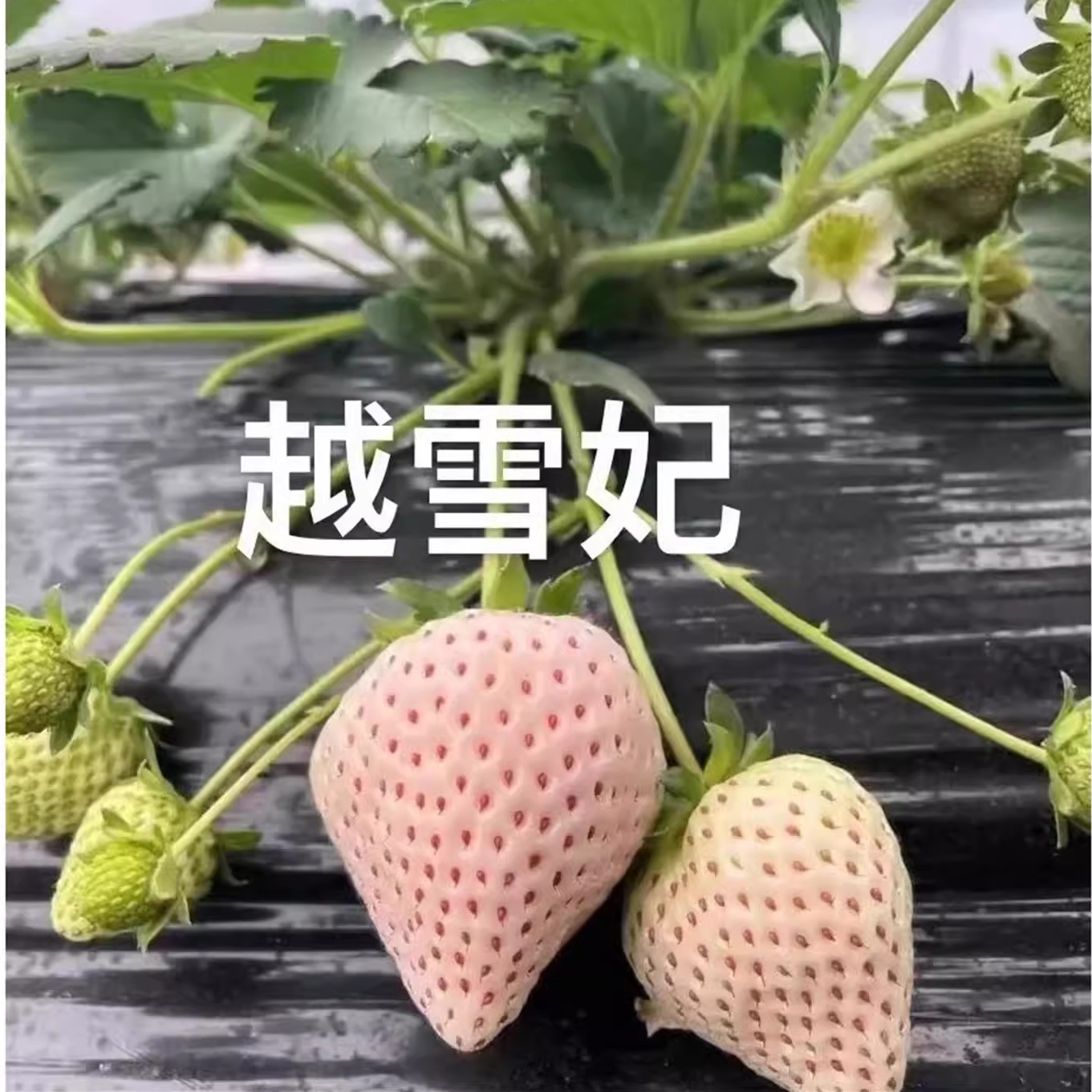 真红美玲黑珍珠草莓盆栽红颜粉玉