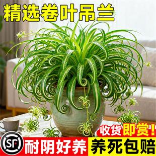 金心卷叶吊兰盆栽法国女郎办公室桌面小盆栽室内垂吊绿植金边吊兰