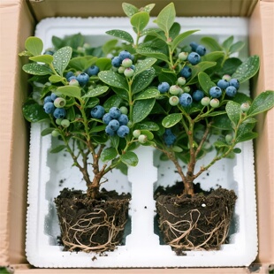 蓝莓树果苗带果子发货 蓝莓树苗阳台盆栽南方北方种植室内外种植