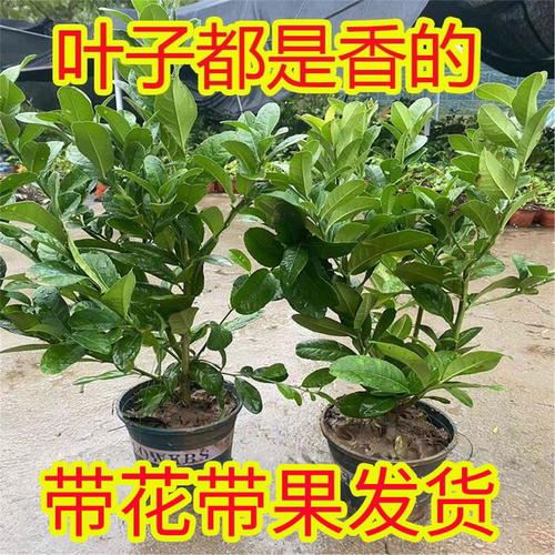 易栽好养香水柠檬树苗盆栽室内