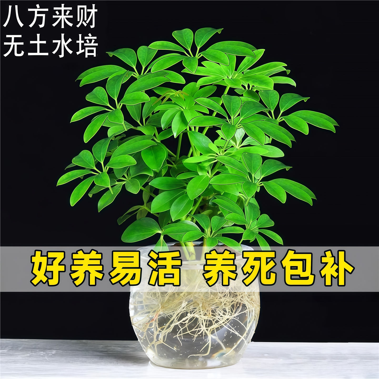鸭脚木盆栽招财树水培植物八方来财七叶莲室内绿植花卉发财树水养,鲜花速递/花卉仿真/绿植园艺,时令草本花卉,淘宝优惠券,粉丝福利购,淘宝优惠卷