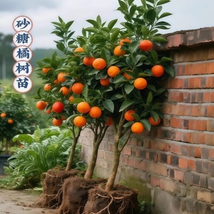 易栽精品嫁接广西沙糖桔子树苗金葵四会砂糖橘子盆栽柑橘果树种植
