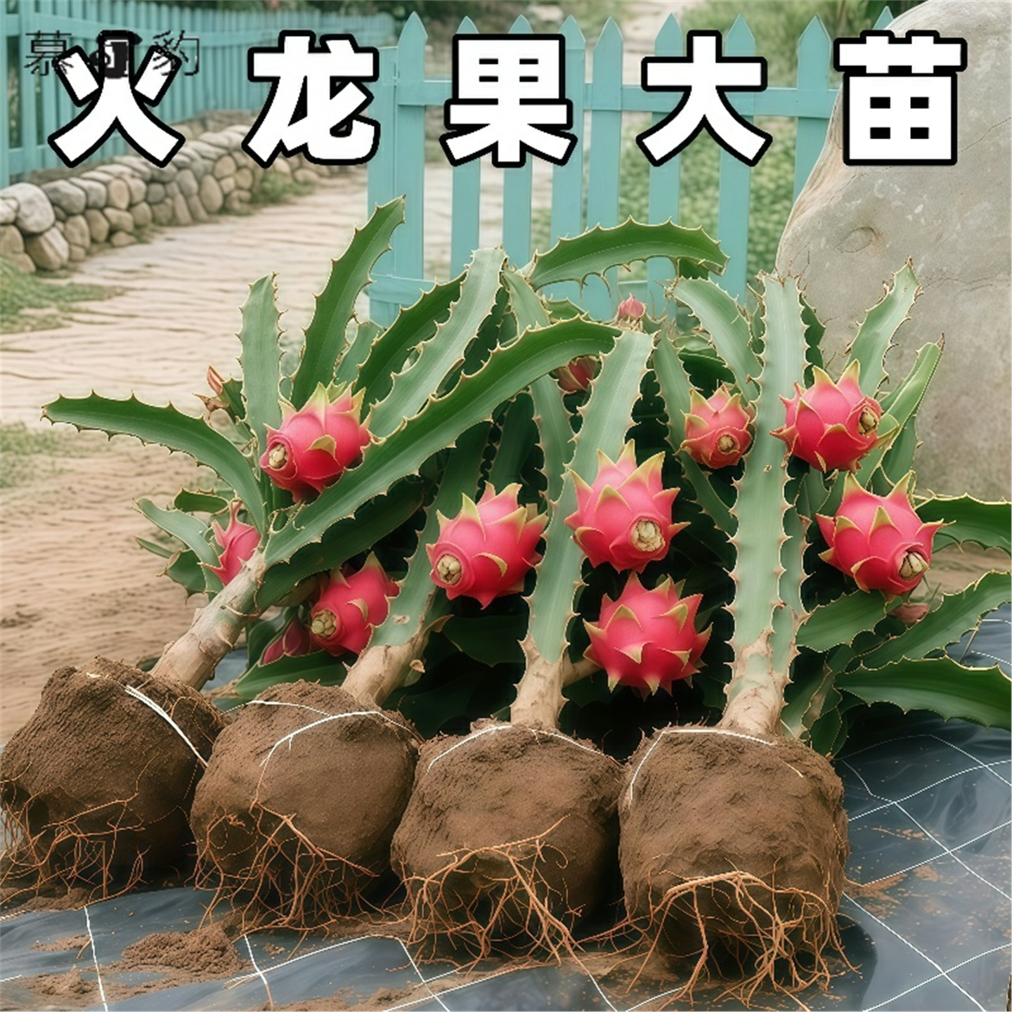 易栽火龙果树果苗盆栽四季结果南北方种植白心黄金燕窝红心红肉果,鲜花速递/花卉仿真/绿植园艺,红掌/凤梨/温室花卉,淘宝优惠券,粉丝福利购,淘宝优惠卷