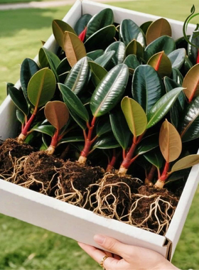 黑金刚橡皮树盆栽净室内家庭植物办公桌懒人盆栽观叶绿植物绿金刚