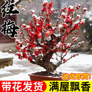 红梅盆栽老桩盆景带花苞梅花树苗腊梅四季耐阴耐寒好养活花卉绿植