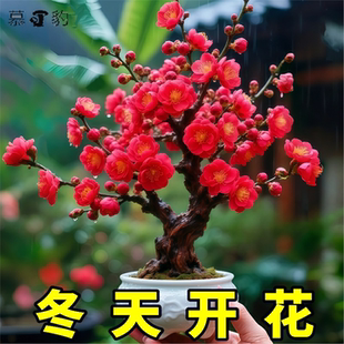 红梅老桩树苗盆栽腊梅盆景花卉室内外庭院耐寒冬季好养易活绿植物
