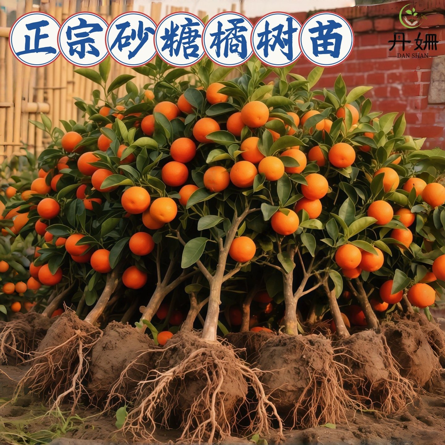 易栽好养无籽沙糖橘苗橘子树优质砂糖橘树苗盆栽地栽桔子树苗果树,鲜花速递/花卉仿真/绿植园艺,藤本/攀援植物,淘宝优惠券,粉丝福利购,淘宝优惠卷