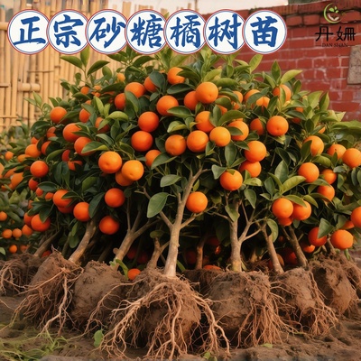 易栽好养无籽沙糖橘苗橘子树优质