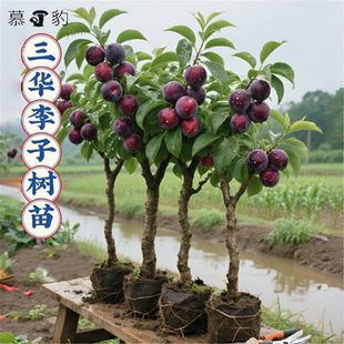 三华李子树苗红心新品种特大嫁接蜂糖李北南方种植水果树果苗大全