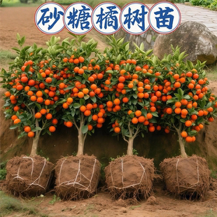 易栽广西优质嫁接砂糖橘树苗早熟砂糖桔子四会砂糖桔无核基地直发