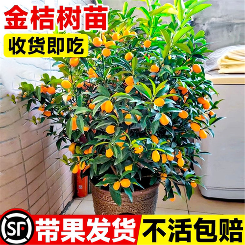脆皮金桔树苗带果盆栽可食用金橘