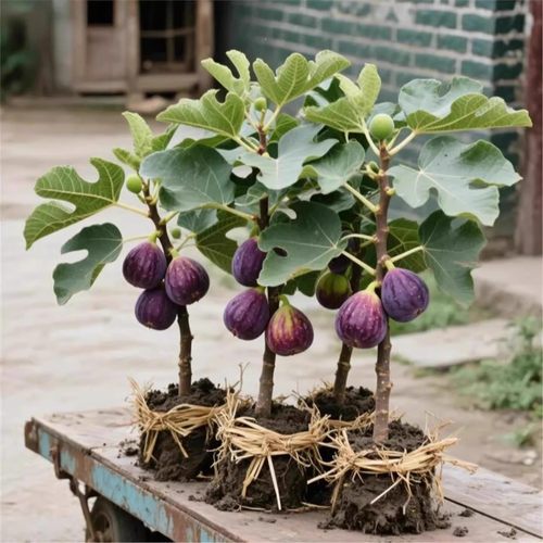 无花果树苗特大矮化盆栽波