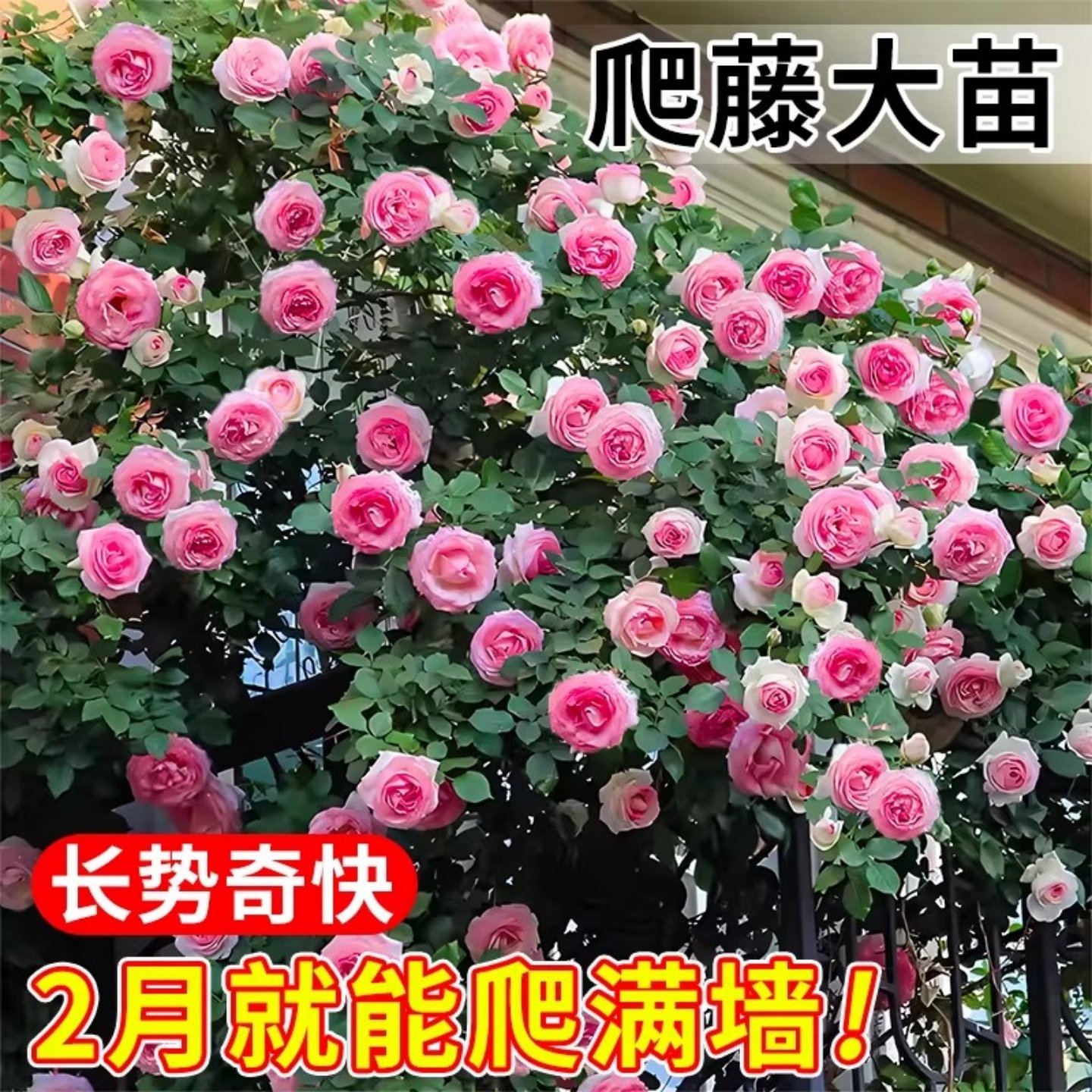 爬墙蔷薇四季藤本月季花苗粉龙沙宝石阳台开花植物特大爬藤月季花,鲜花速递/花卉仿真/绿植园艺,月季/蔷薇/玫瑰,淘宝优惠券,粉丝福利购,淘宝优惠卷
