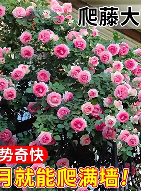 爬墙蔷薇四季藤本月季花苗粉龙沙宝石阳台开花植物特大爬藤月季花