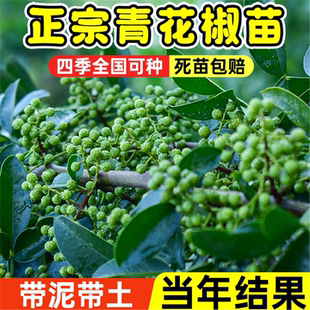 易栽好养四川九叶青花椒苗树大苗盆栽地栽当年结果高产庭院果树苗