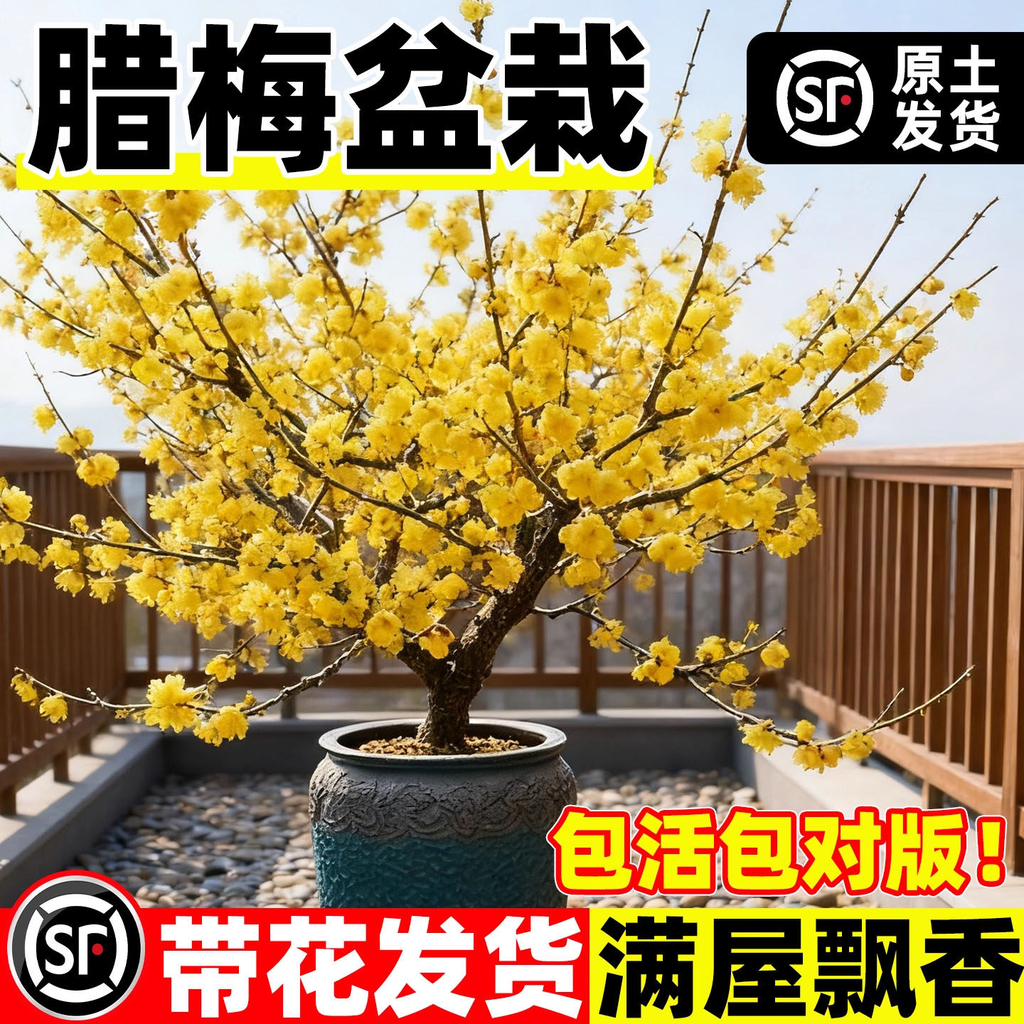 易栽腊梅花树苗地载盆栽丛生