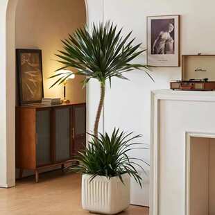 造型龙血树室内绿植客厅大盆栽办公室好养龙须树落地植物净化空气