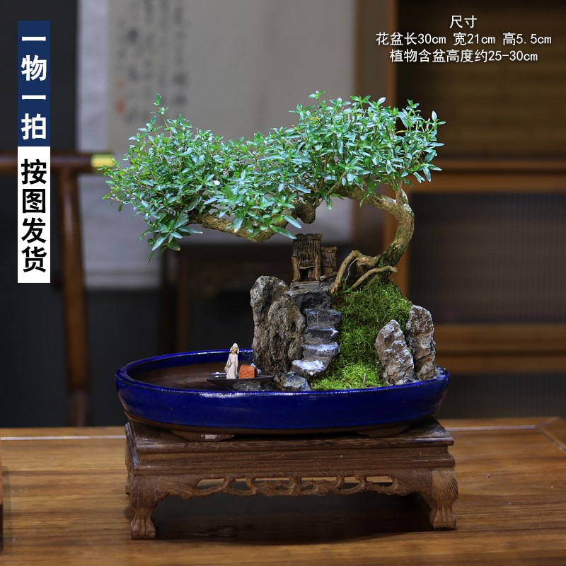 六月雪老桩一物一拍造型盆景树桩假山植物室内客厅绿植桌面盆栽