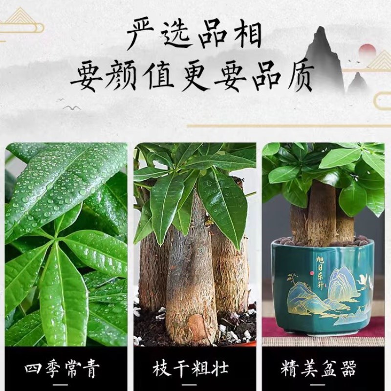 发财树盆栽室内客厅水培小绿植客厅大发财树苗招财树办公室植物T