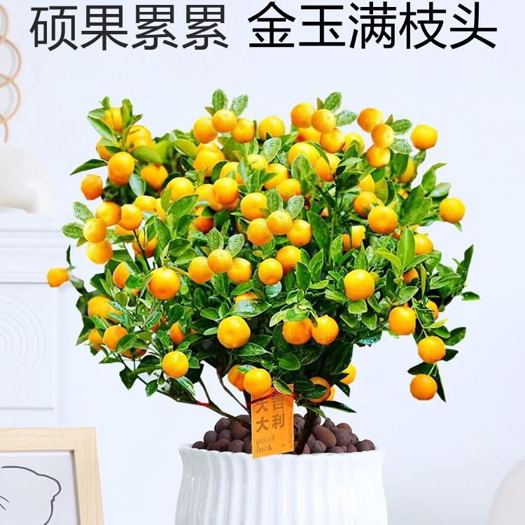 四季金桔盆栽带果可食用室内客厅桌面果树植物好养活绿植花卉盆景
