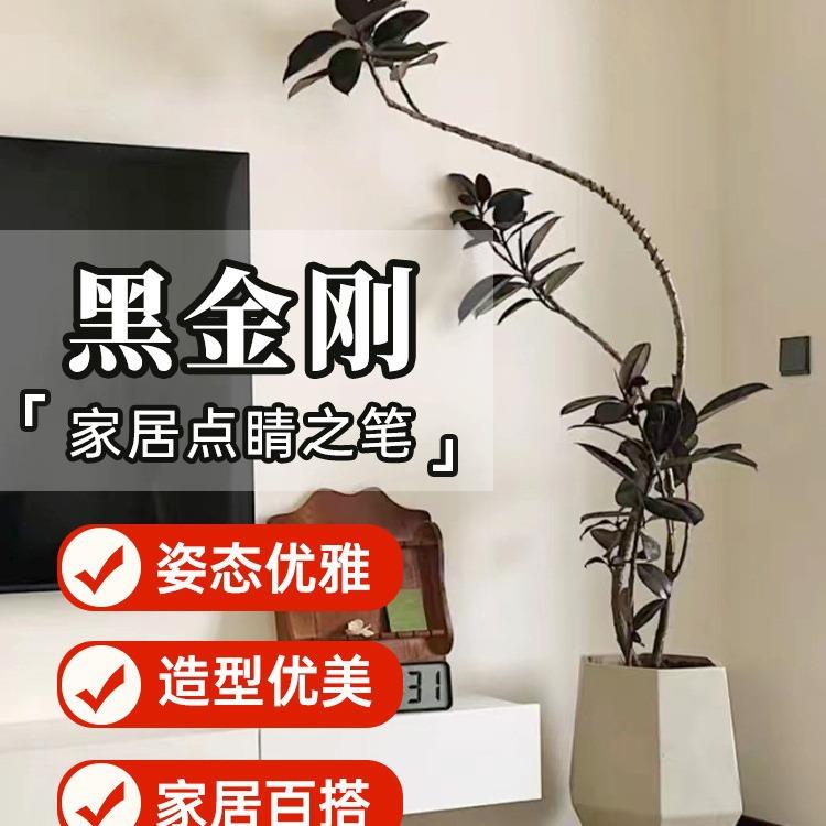 黑金刚橡皮树客厅大盆栽造型室内绿植好养四季办公室阳台植物