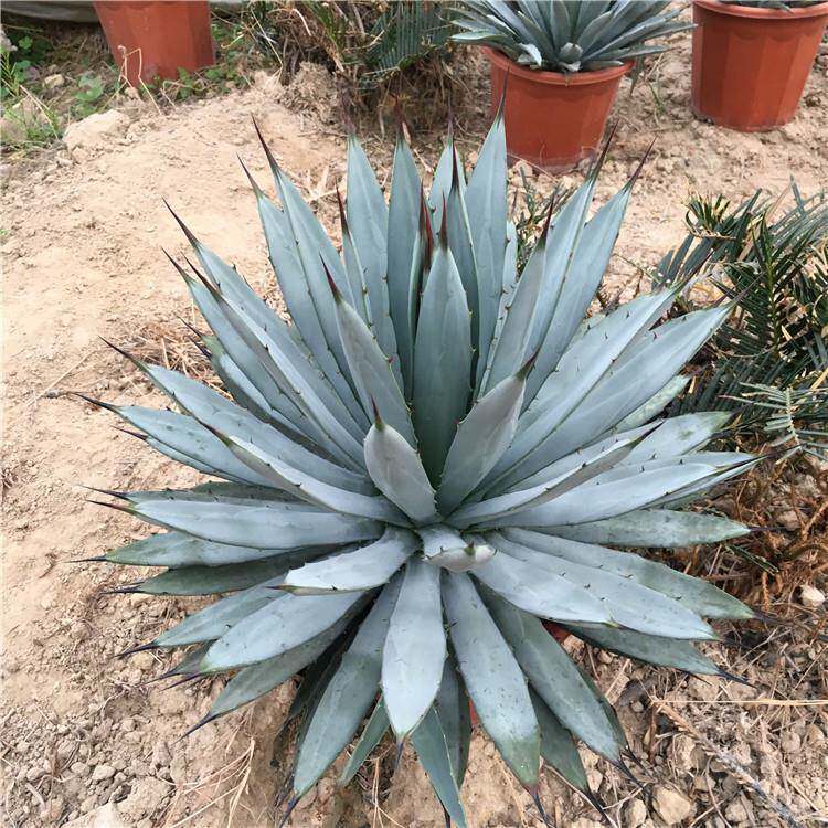 八荒殿龙舌兰盆栽植物 蓝色植物 沙漠热带大型景观(多肉植物)