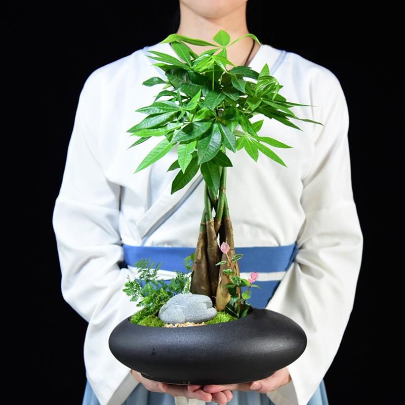发财树盆栽植物客厅室内桌面办公桌小盆景招财绿植四季常青好养活