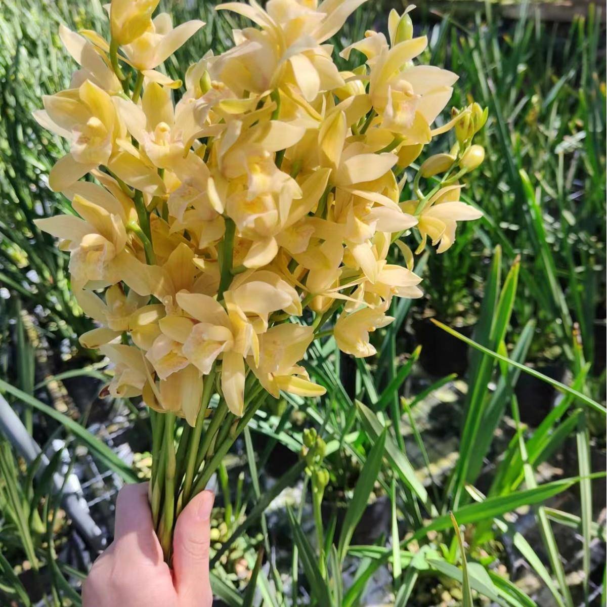 素芭蕾素箭墨兰花香浓郁花卉盆栽绿植易成活