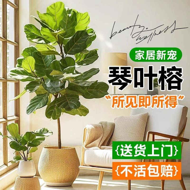 琴叶榕大型绿植大叶榕室内客厅绿植物大盆栽落地好养感