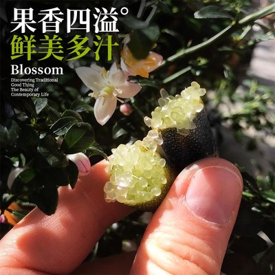 手指柠檬树苗带果盆栽庭院阳台棒棒糖果树客厅绿植果苗南方种植物