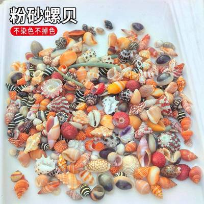 贝壳海螺按斤卖菲律宾贝沙粉砂螺贝芋螺宝螺笋螺酸浆贝红色赤疆贝