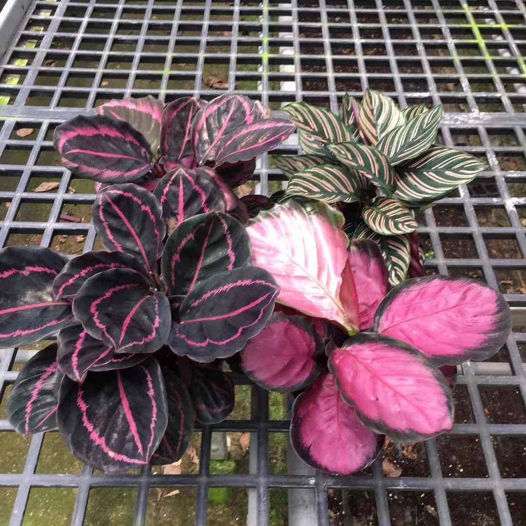 观叶植物小盆栽办公室居家植物盆栽110#混装竹芋,鲜花速递/花卉仿真/绿植园艺,割草机/草坪机,淘宝优惠券,粉丝福利购,淘宝优惠卷