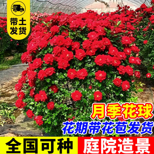 庭院造型月季蔷薇花球盆栽