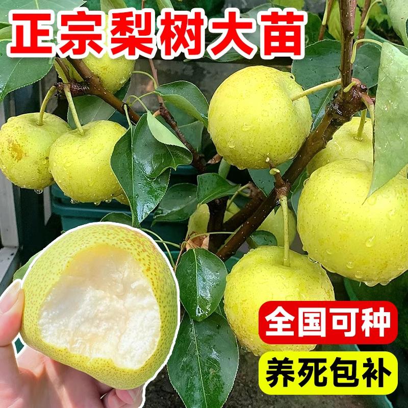正宗梨树果苗秋月梨砀山梨