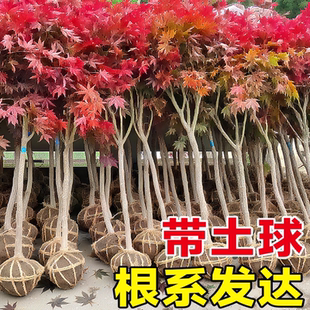 日本红枫树苗庭院别墅地栽大树红舞姬盆景室外耐寒四季红植物盆栽