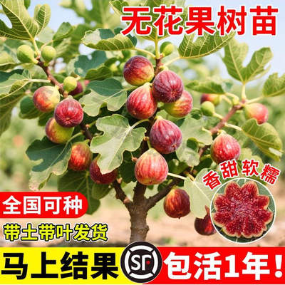 无花果树苗波姬红特大带矮