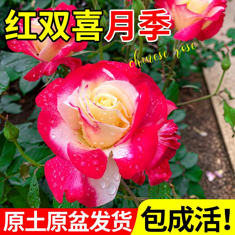 红双喜月季盆栽带花大苗大花玫瑰庭院阳台浓香夏天好养植物花四季