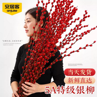 银柳枝条真花柳条红色鲜枝插花植物花卉干枝盆栽干花红柳客厅摆件