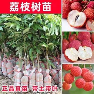 荔枝树苖无核桂味果树盆栽妃子笑嫁接水果苗糯米糍果苗当年结果